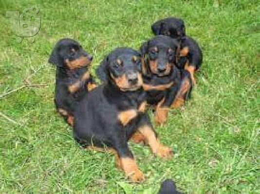 PoulaTo: Γκολντεν ριτριβερ  α ποιοτητας καθαροαιμο κουταβακι